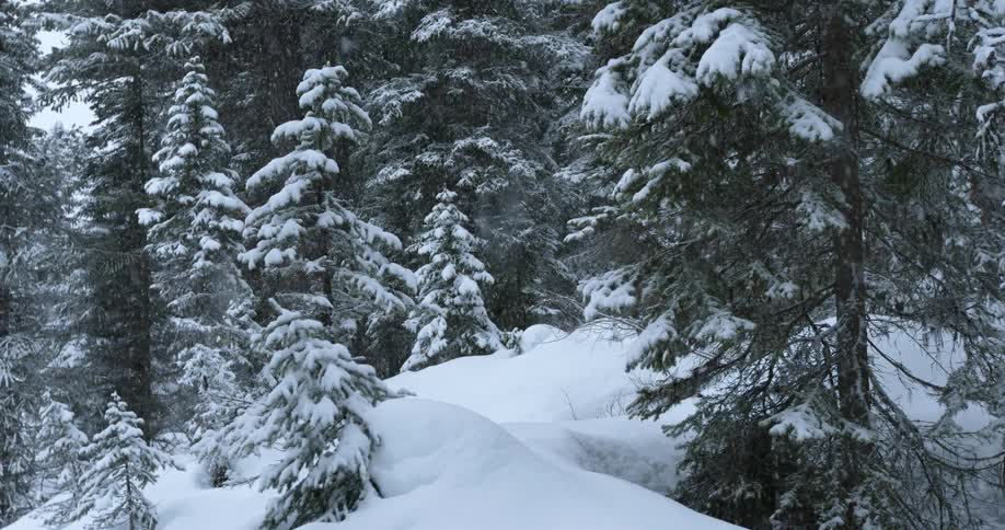 Snow is falling heavily on a forest