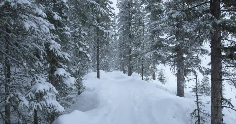 Snow falling in the woods