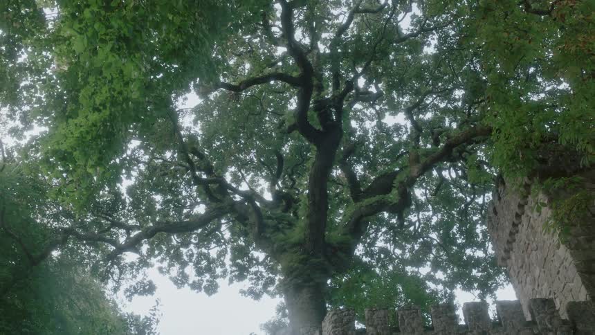 A tree towers overhead