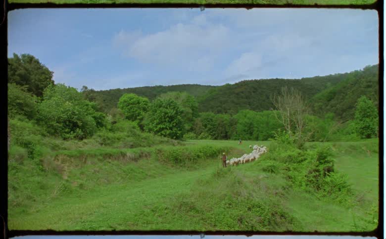 People herding sheep through a field