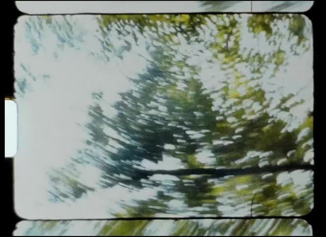 A view of trees in a forest outdoors