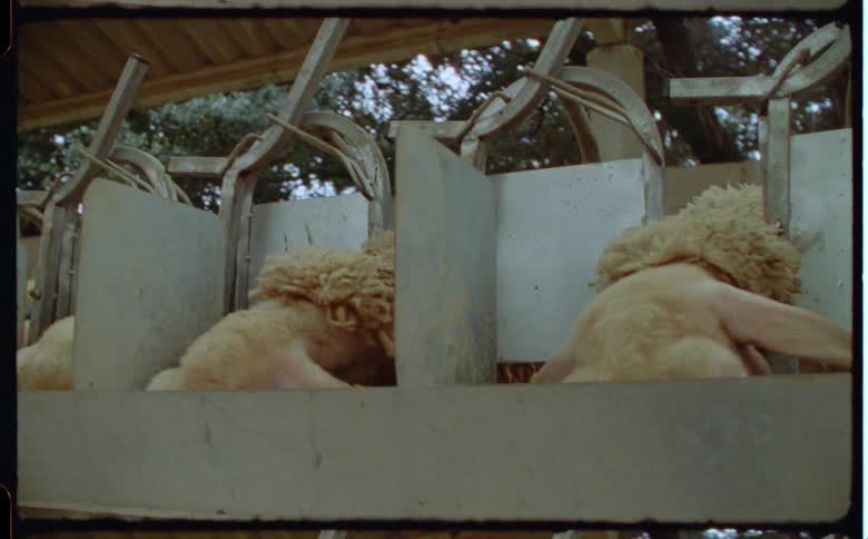 Sheep feeding from a trough through openings in a shelter on a farm