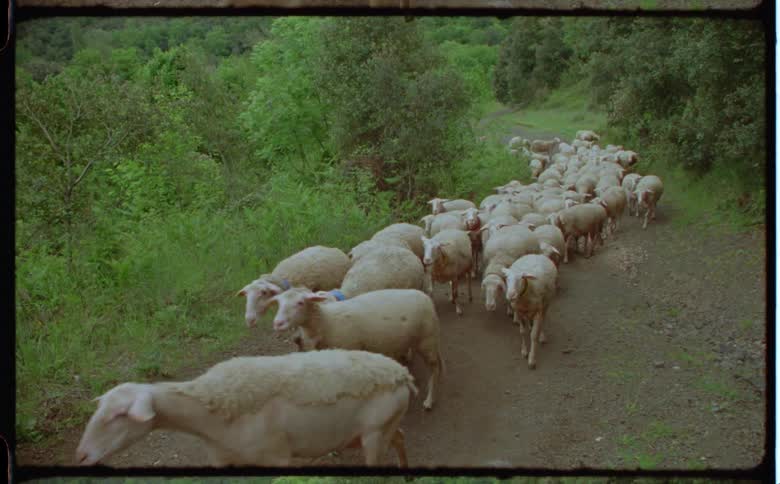 A herd of sheep are traveling on the trail