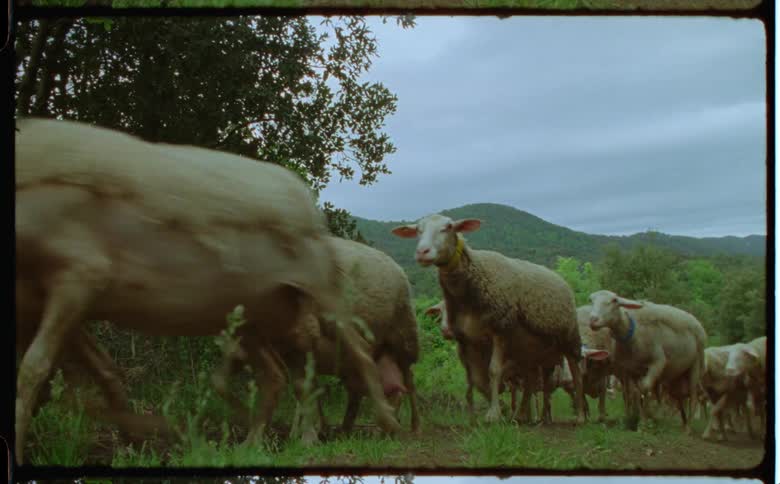 A flock of sheep climbs a mountain in a remote pasture