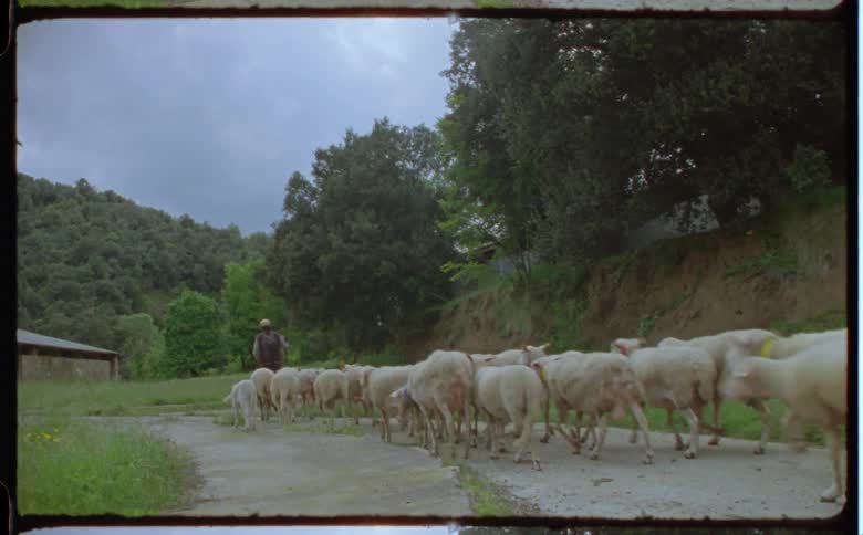 A man is walking a herd of sheep in a rural area