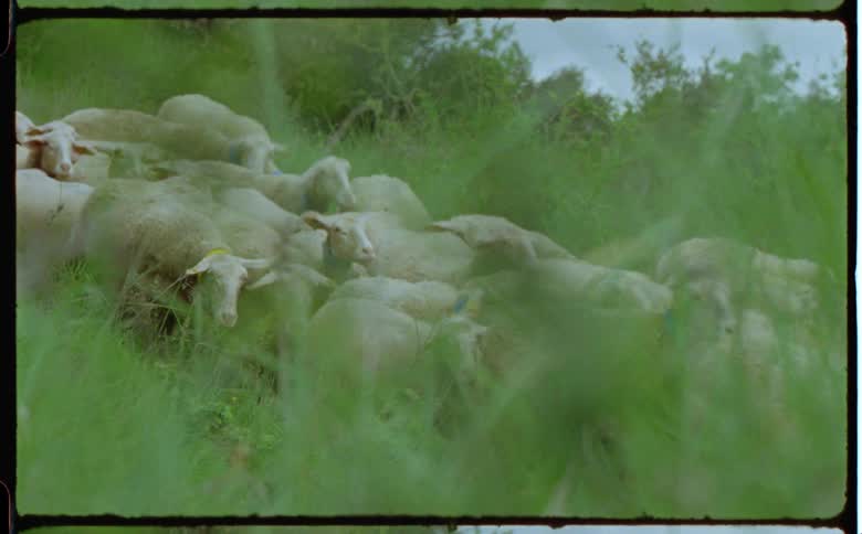 A flock of sheep runs downhill