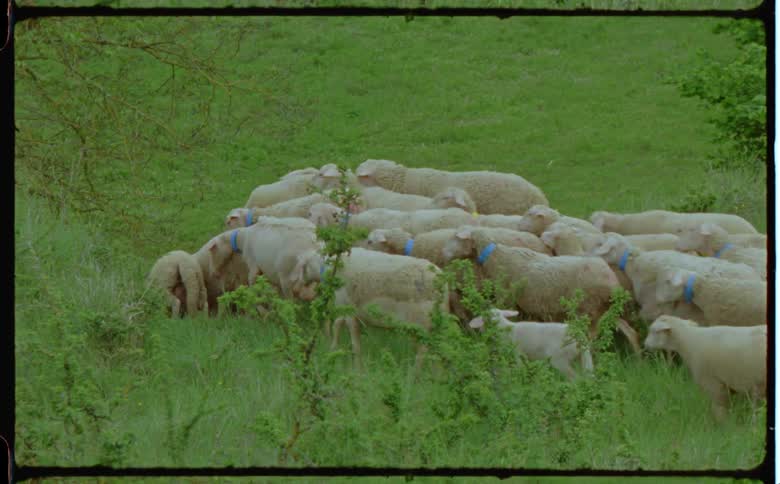 Flock of sheep follow shepherd down slope