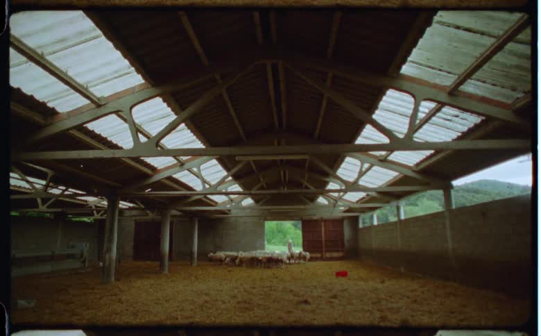 Sheep enter the barn together