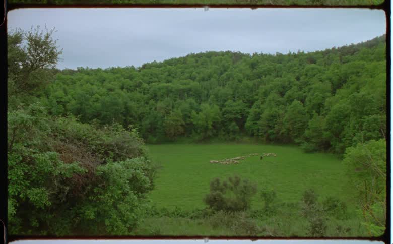 Trees and vegetation in nature