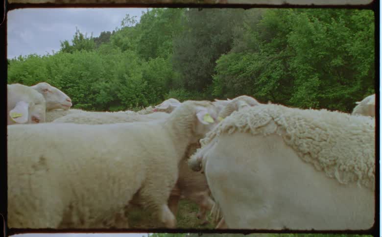 A flock of sheep move through field near woods under a cloudy sky