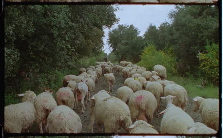 Dozens of sheep walk down a gravel road