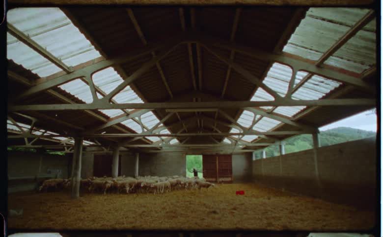 A person closes sheep in to a barn