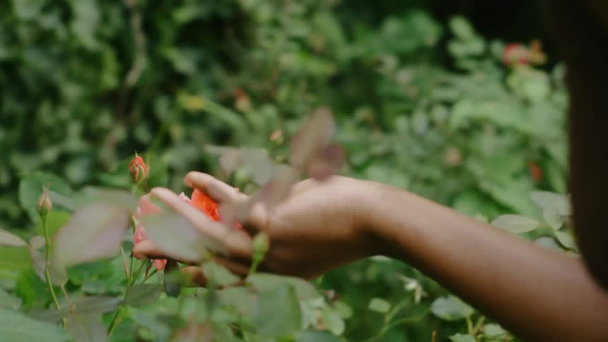A woman is standing outside near a rose bush and she holds a rose in her hand as she bends down to smell it