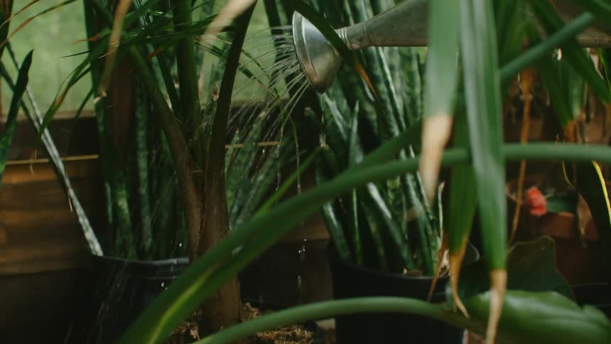 Person waters plants in garden