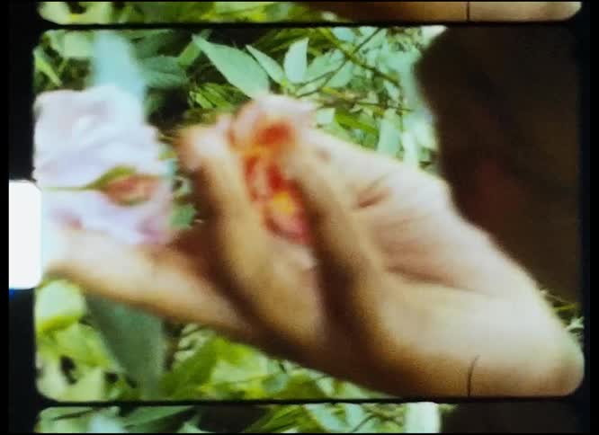 A woman is standing outside near a rose bush and she holds a rose in her hand as she bends down to smell it