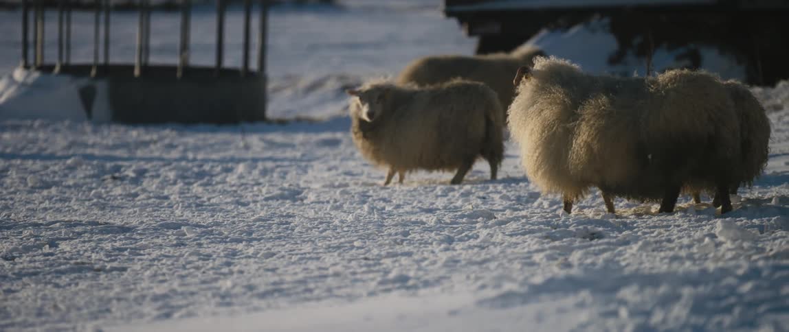 One sheep moves through middle of herd standing on snow covered ground in pasture