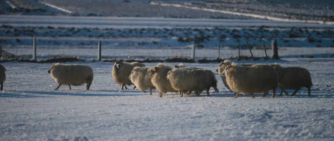 A herd of sheep with full coats walk and run across the snow near a fence