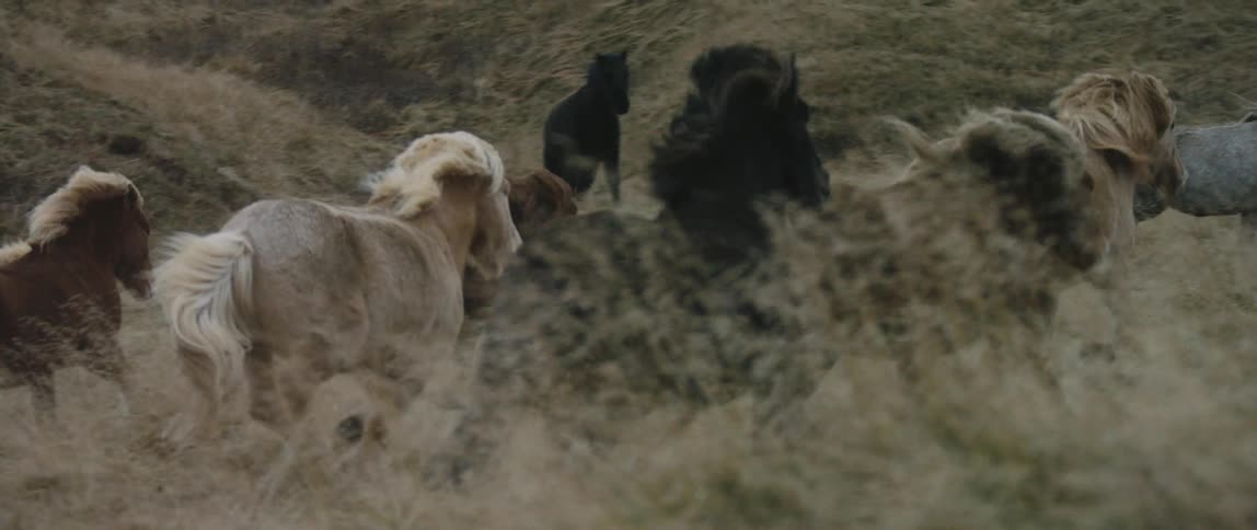 A group of wild horses all gallop together over grassy terrain