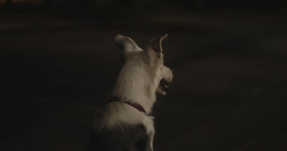White dog sitting on haunches runs away in the street at night