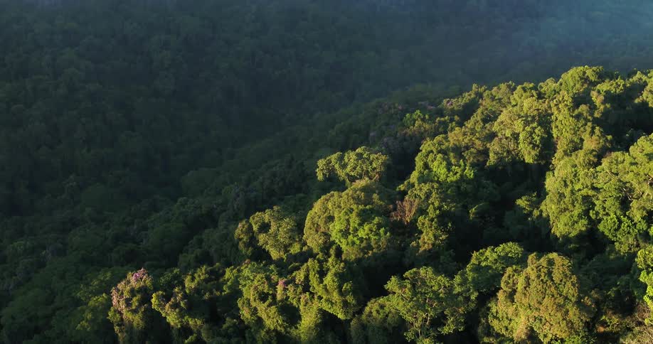 The sun shines on a forest of trees along the side of a mountain