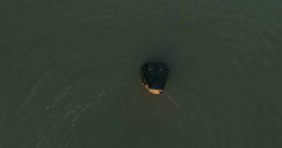 An alligator in Pantanal jumps out of the water to bite