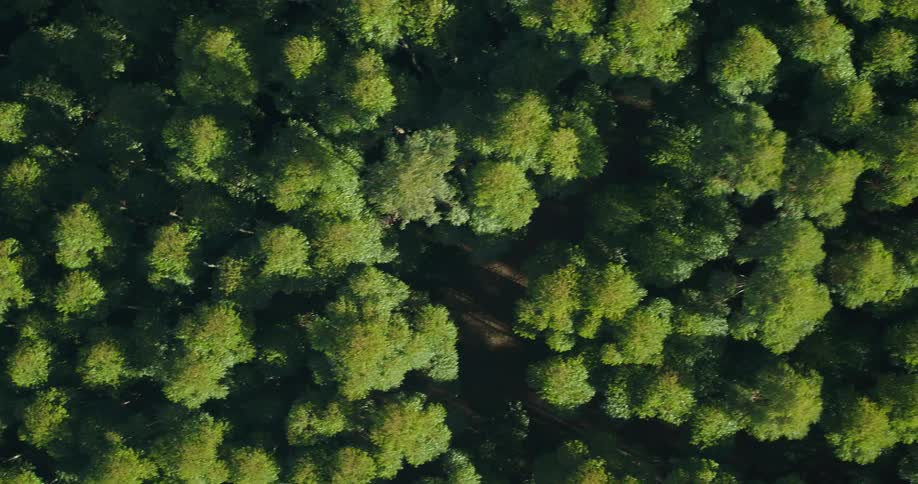 Top down aerial view of the green tree foliage of a densely packed forest at daytime