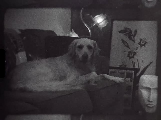 Golden retriever lies on couch in living room