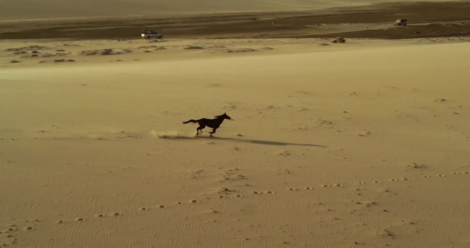 A horse gallops across the desert kicking up sand as it runs