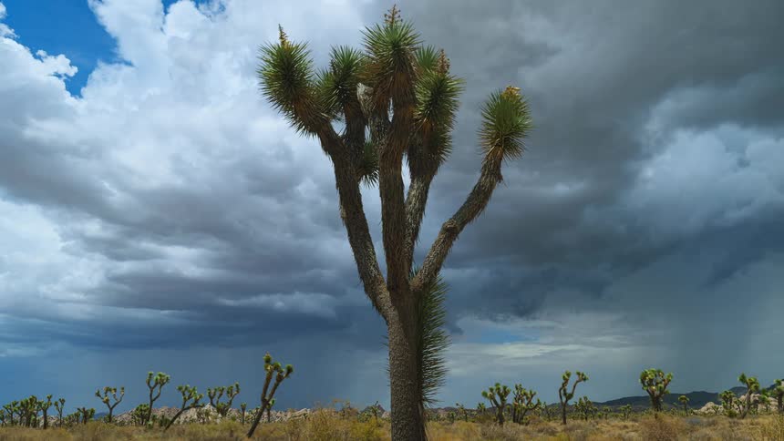 Close up view of a tree in a desert area is displayed