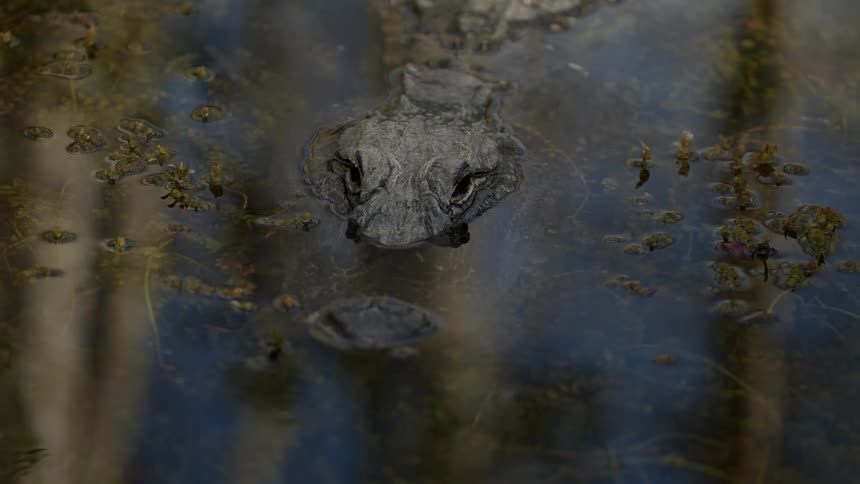 There is an alligator that is in the water around the nature area