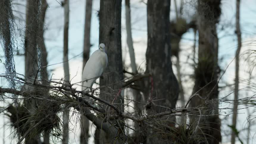 A white bird with a long beak standing on a branch grooming its feathers