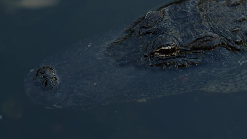 An alligator is floating in the water