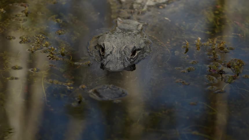 An alligator lurking in a swamp