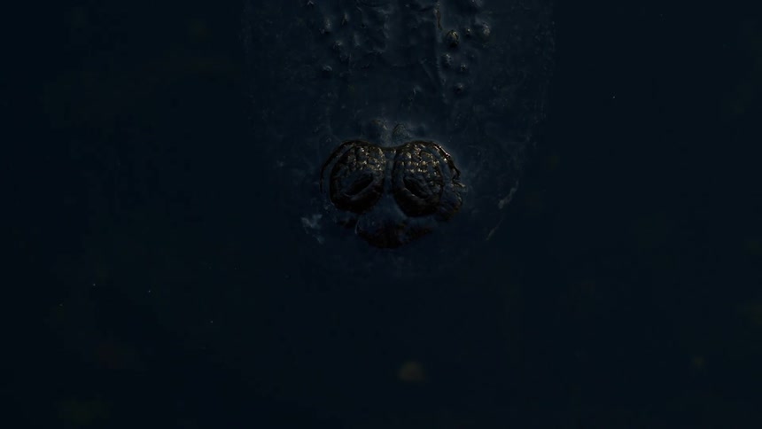 Close up of the nose of an alligator breaking the calm surface of a river to breath