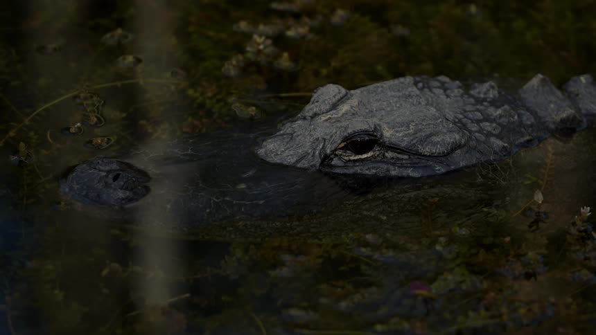 An alligator is laying in a body of water