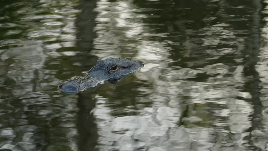An alligator is sitting in a lake with its nose barely above the water