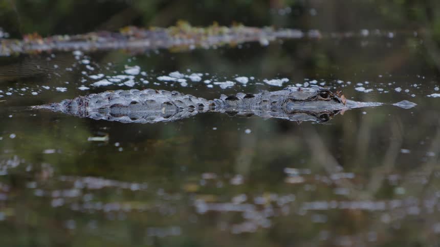 An alligator swimming in the water
