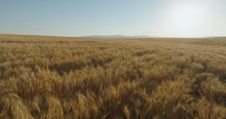 Low traverse over rolling hills of perfectly golden wheat basking under the sun