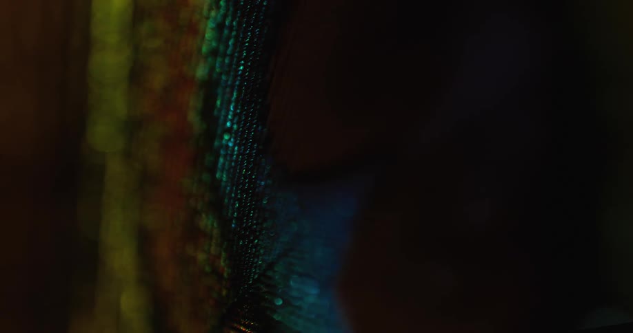 The light reflects on a peacock feather