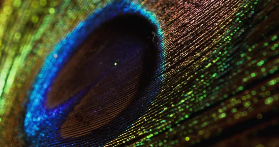 Peacock feathers shimmer under a bright light