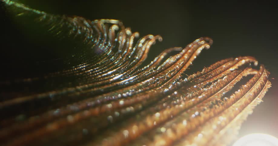 Colored lights shine on a peacock feather that shines and reflects the colors of light in the darkness