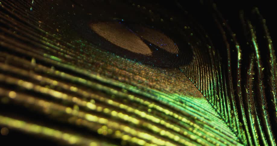 A peacock feather shimmers under a light