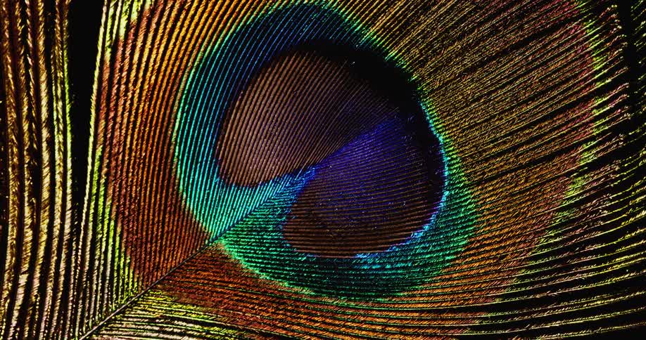The colorful pattern and lines of a single peacock feather