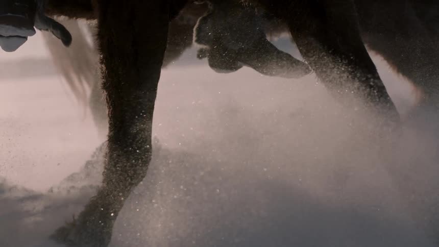 Horses race in the snow