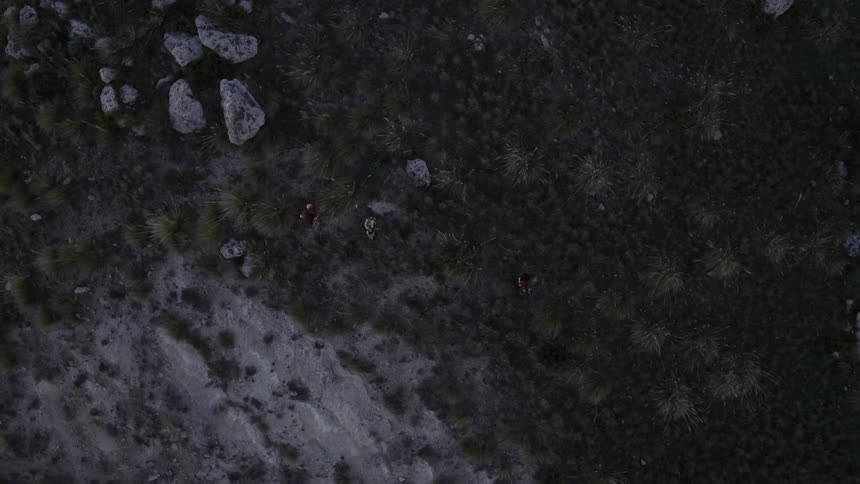 People walking through shrubbery in the wilderness