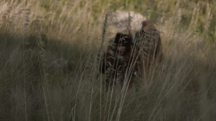 Explorers in heavy garments walk through high grass
