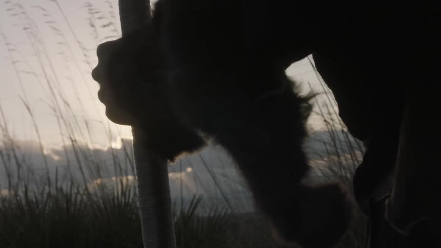 A person holding a staff watches the sunset