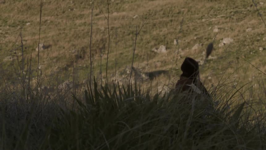 A cloaked person walks past tall grass