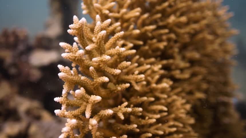 A fish swimming near a coral reef in the sea
