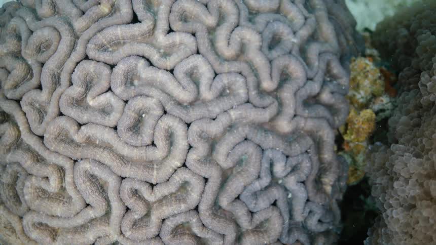 Sea life under water in the ocean